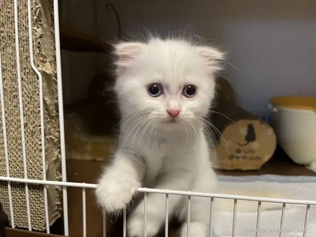 ID：2106-00680の子猫