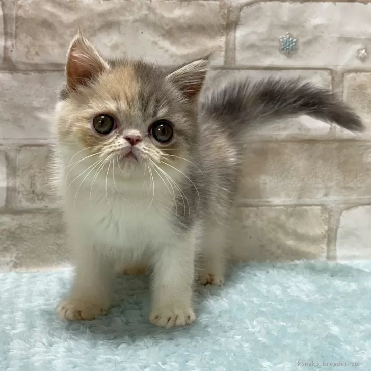 ID：2407-03345の子猫