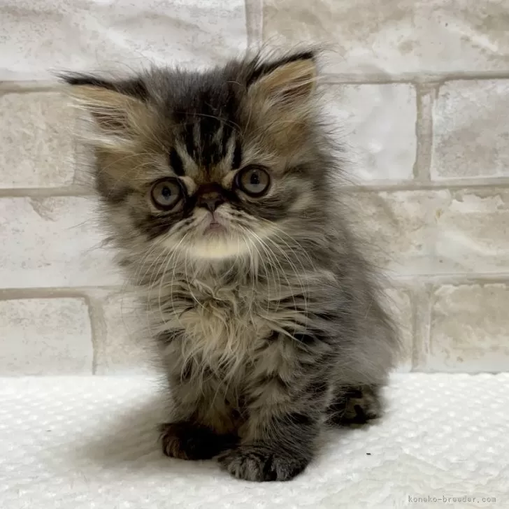 ID：2401-02556の子猫