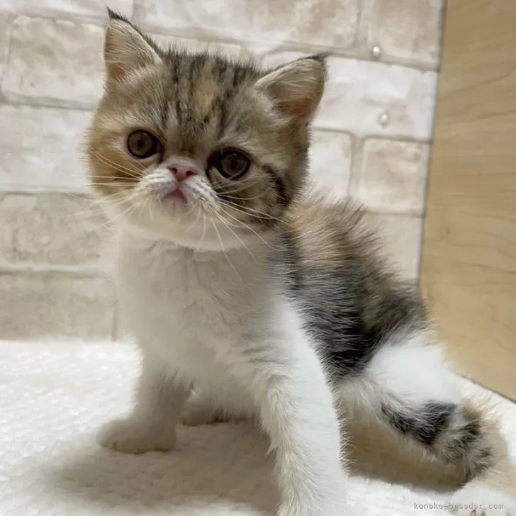 ID：2402-00568の子猫