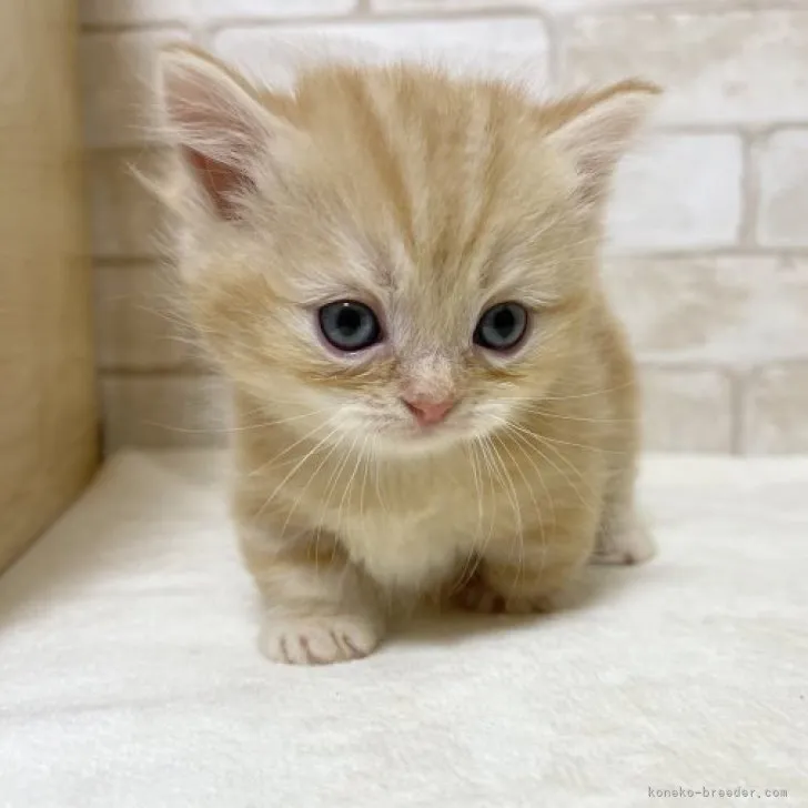 ID：2308-01111の子猫