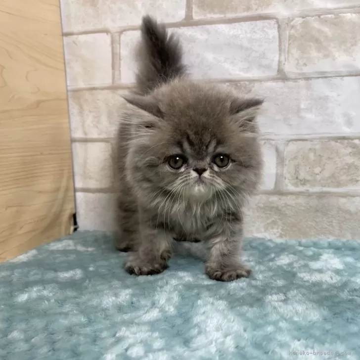 ID：2409-00437の子猫