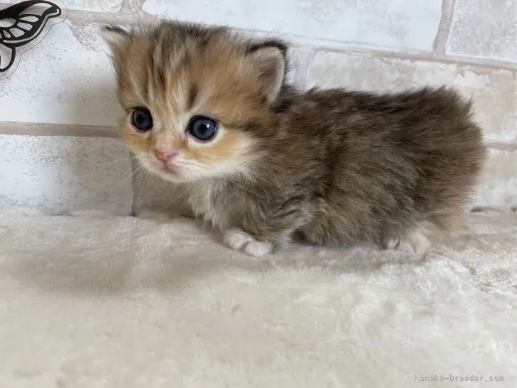 ID:2103-01535の子猫
