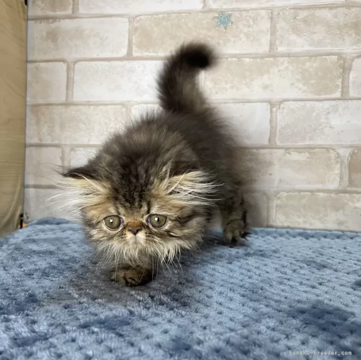 ID：2408-02254の子猫