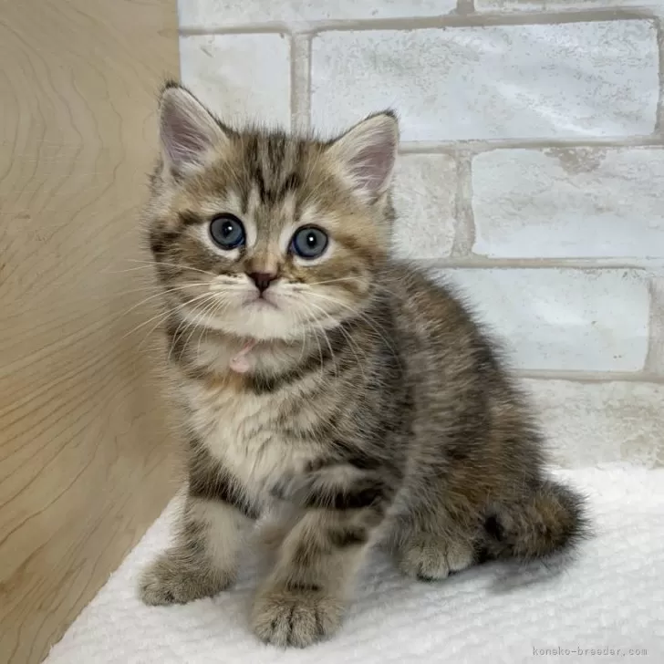 ID：2410-01213の子猫