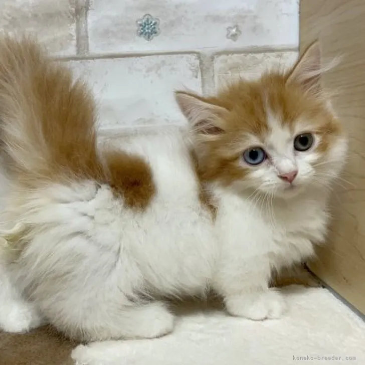 ID：2306-01129の子猫