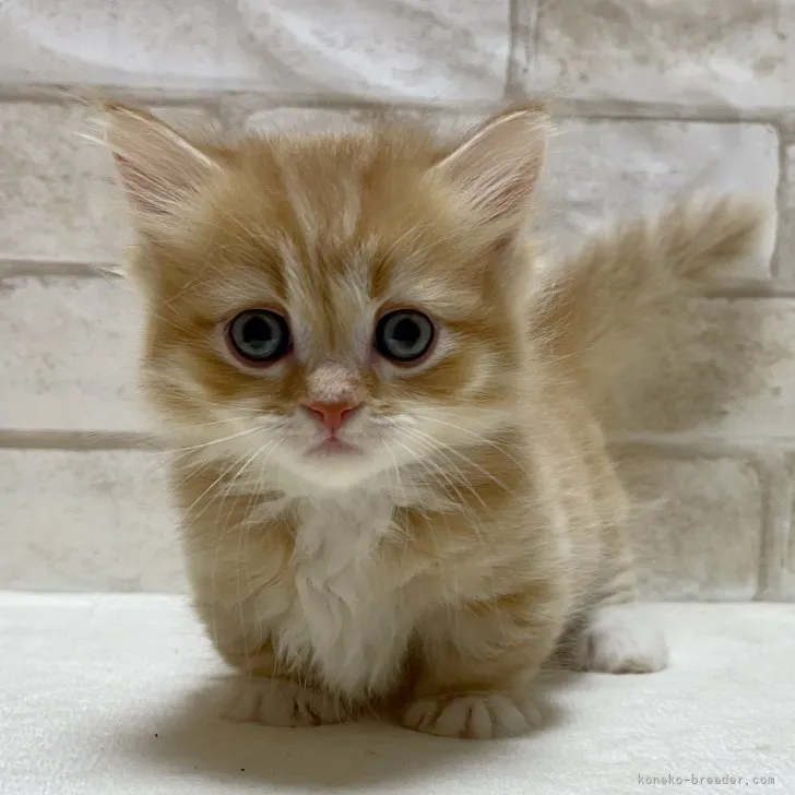 ID：2307-01186の子猫