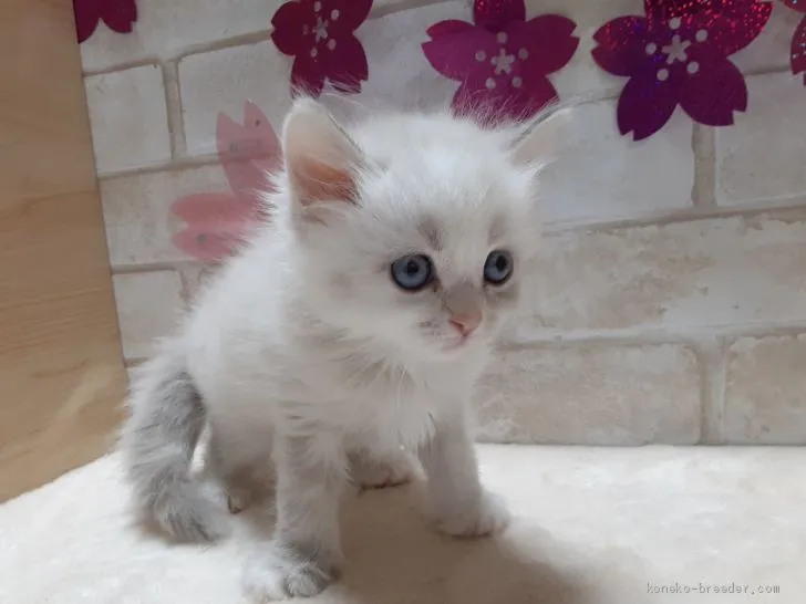 ID：2101-01008の子猫