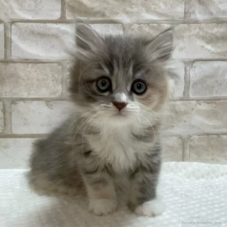 ID:2312-02211の子猫