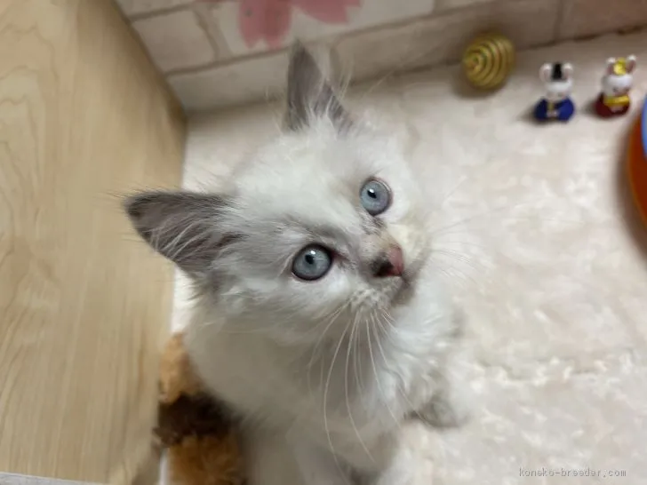 ID：2101-00999の子猫