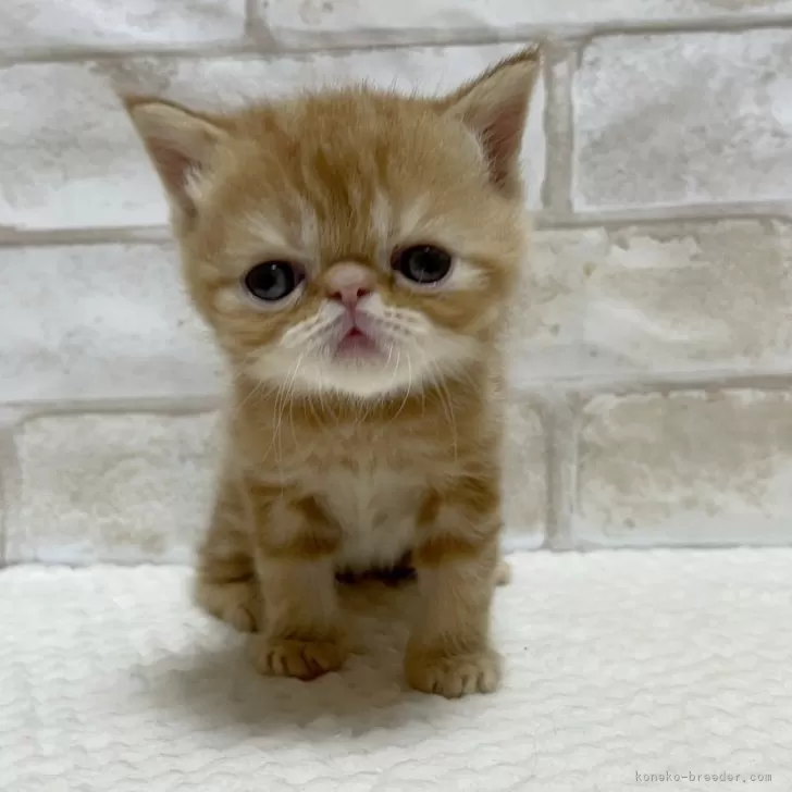 ID:2401-02027の子猫