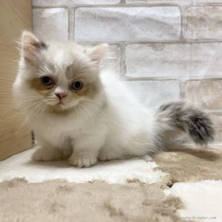 ID：2212-00848の子猫