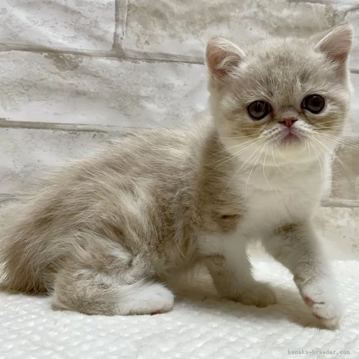 ID：2402-00576の子猫