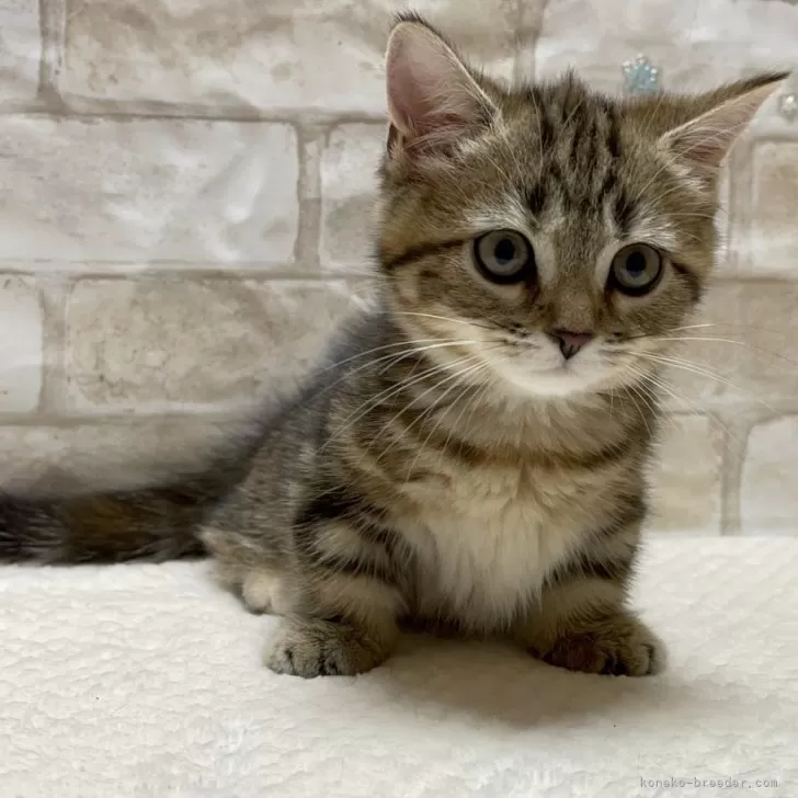 ID：2405-01853の子猫