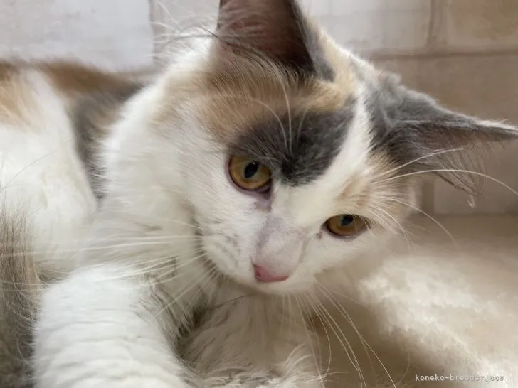 ID：2104-01898の子猫