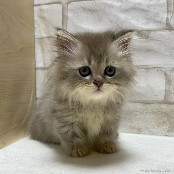 ID：2408-01187の子猫
