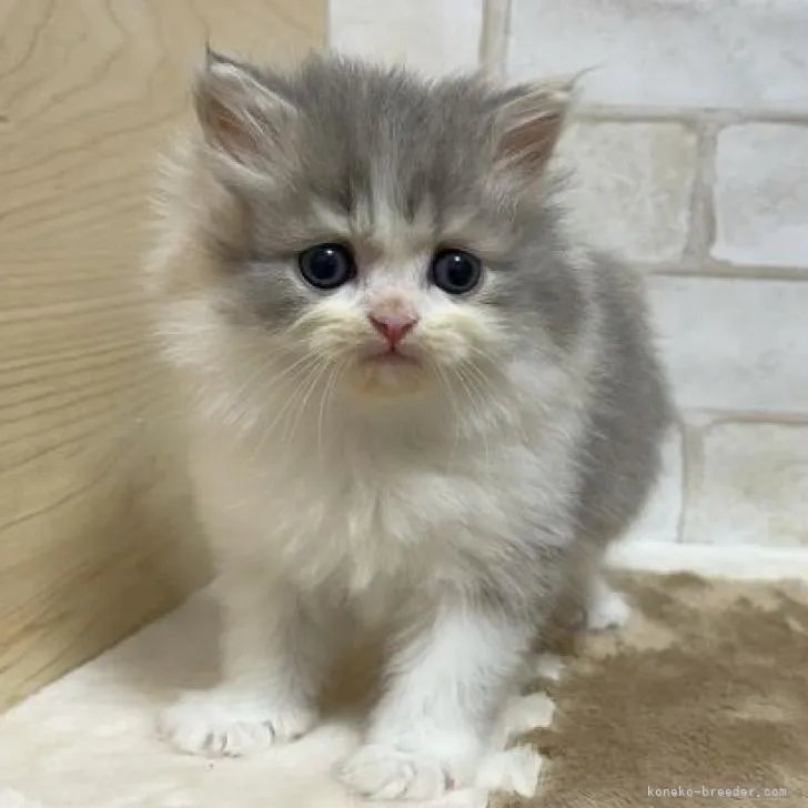 ID:2211-02367の子猫