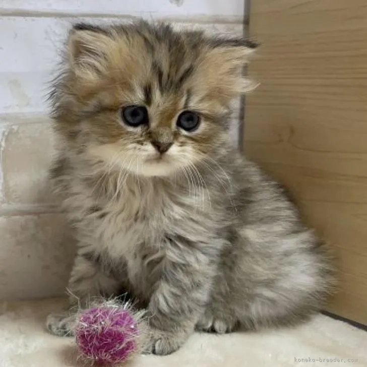 ID：2209-01332の子猫