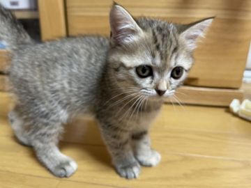 マンチカン(長足)【愛知県・女の子・2022年3月22日・ブラウンタビー】の写真「マイペースの長足女の子🐌」
