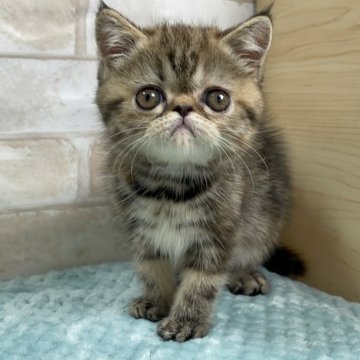 エキゾチックショートヘア【愛知県・女の子・2024年7月28日・ブラウンタビー】の写真「ぶさかわくん💕」