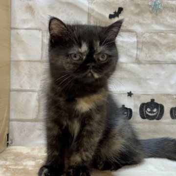 エキゾチックショートヘア【愛知県・女の子・2023年7月7日・トーティ】の写真「ぶさかわちゃん🎐」
