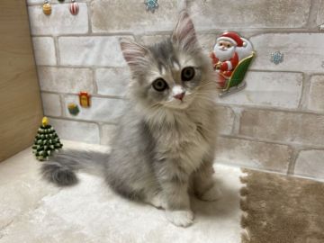 マンチカン(長足)【愛知県・女の子・2021年8月31日・ブルータビー（ロングヘアー）】の写真「おめめくりくりの女の子🎄」