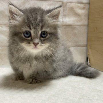マンチカン(短足)【愛知県・女の子・2024年4月24日・ブルータビー&ホワイト】の写真「極短ちゃん💕」