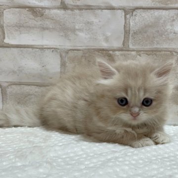 ミヌエット(長足)【愛知県・男の子・2023年11月10日・クリーム】の写真「可愛い長足くん💕」