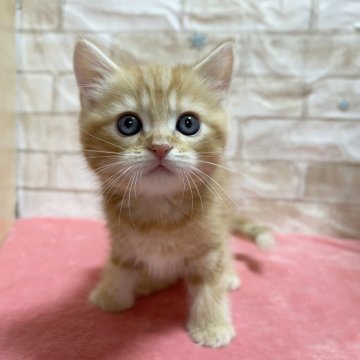 マンチカン(長足)【愛知県・男の子・2023年11月12日・レッドタビー】の写真「長足くん💕」