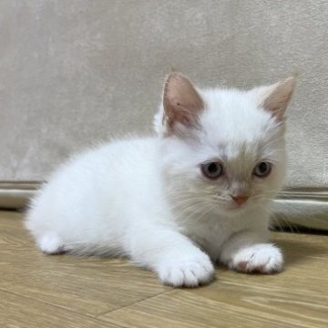 マンチカン(短足)【愛知県・女の子・2023年5月5日・レッドポイント（ショート）】の写真「可愛い短足の女の子🌷
4日までの販売です。」