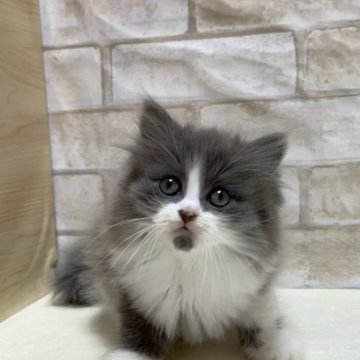 マンチカン(長足)【愛知県・女の子・2023年5月14日・ブルー&ホワイト】の写真「フワフワ長足ちゃん💕」