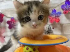 マンチカン(短足)【愛知県・女の子・2020年12月23日・キャリコ】の写真1