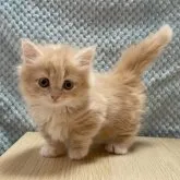 マンチカン(短足)【愛知県・女の子・2023年9月29日・クリームタビー&ホワイト】の写真1