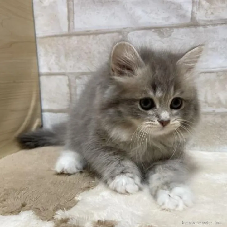 ID:2211-01828の子猫