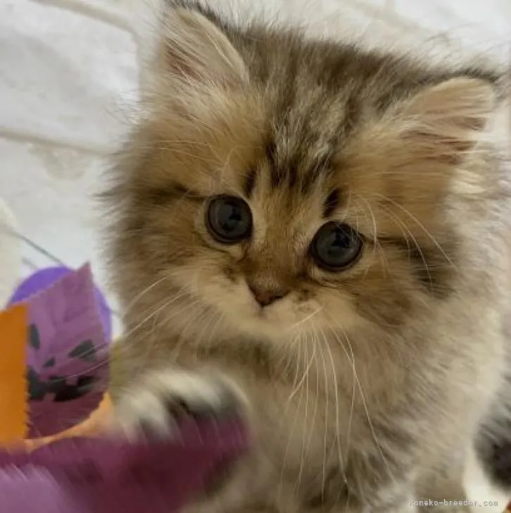 ID：2209-01331の子猫