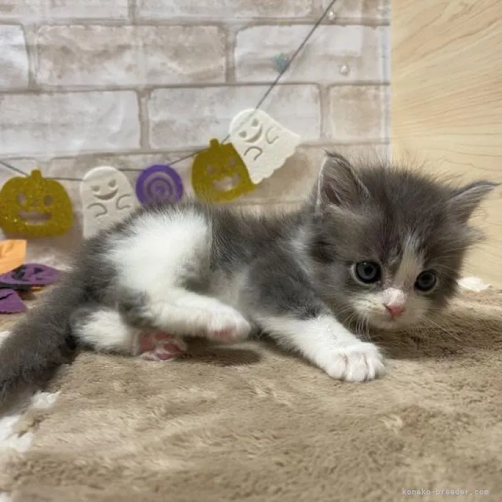 ID:2210-02669の子猫