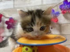 マンチカン(短足)【愛知県・女の子・2020年12月23日・キャリコ】の写真2