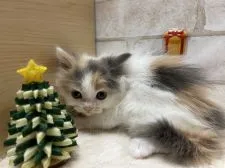 マンチカン(長足)【愛知県・女の子・2021年11月6日・ブルーパッチド&ホワイト】の写真2