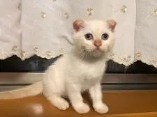 スコティッシュフォールド(立ち耳)【愛知県・男の子・2021年5月15日・クリームポイント】の写真2