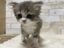 マンチカン(長足)【愛知県・男の子・2022年4月5日・ブルータビー&ホワイト】の写真2