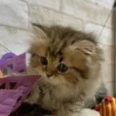 ペルシャ(チンチラ)【愛知県・男の子・2022年8月22日・シェーデッドゴールデン】の写真2