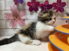 マンチカン(短足)【愛知県・女の子・2020年12月23日・キャリコ】の写真3