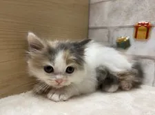 マンチカン(長足)【愛知県・女の子・2021年11月6日・ブルーパッチド&ホワイト】の写真3