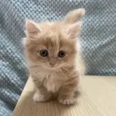 マンチカン(短足)【愛知県・女の子・2023年9月29日・クリームタビー&ホワイト】の写真3