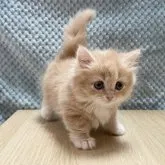 マンチカン(短足)【愛知県・女の子・2023年9月29日・クリームタビー&ホワイト】の写真5