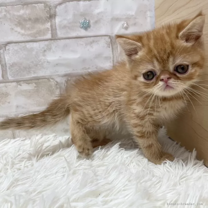 ID:2502-00872の子猫