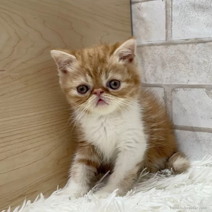 ID：2502-00168の子猫