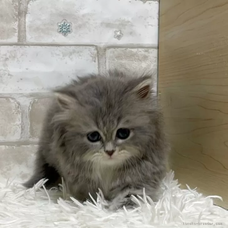 ID：2506-01401の子猫