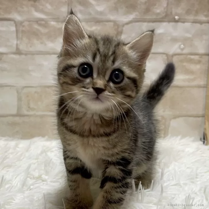 ID:2503-01473の子猫