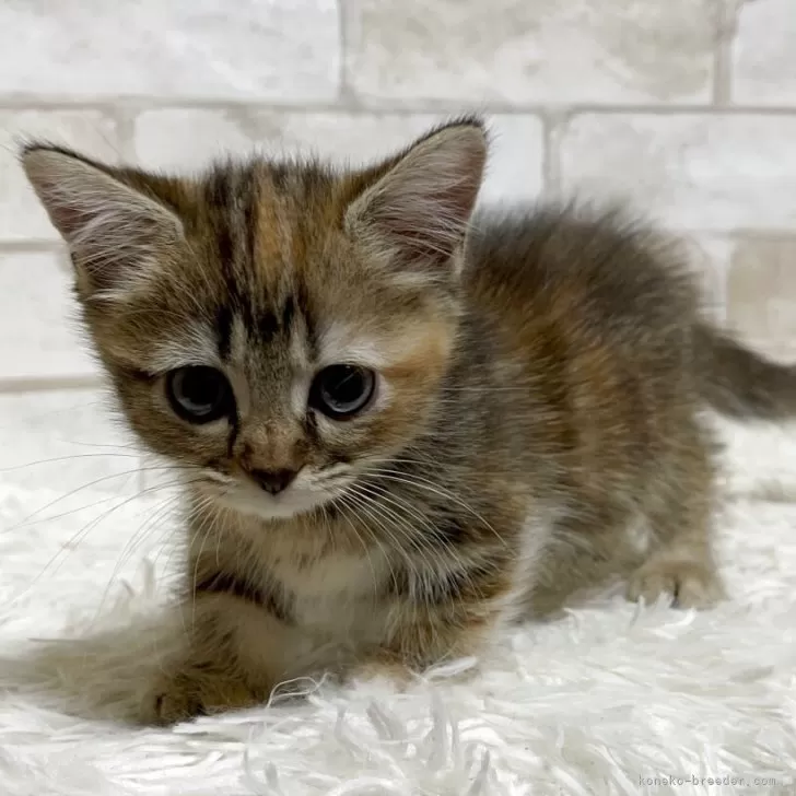 ID:2506-00277の子猫